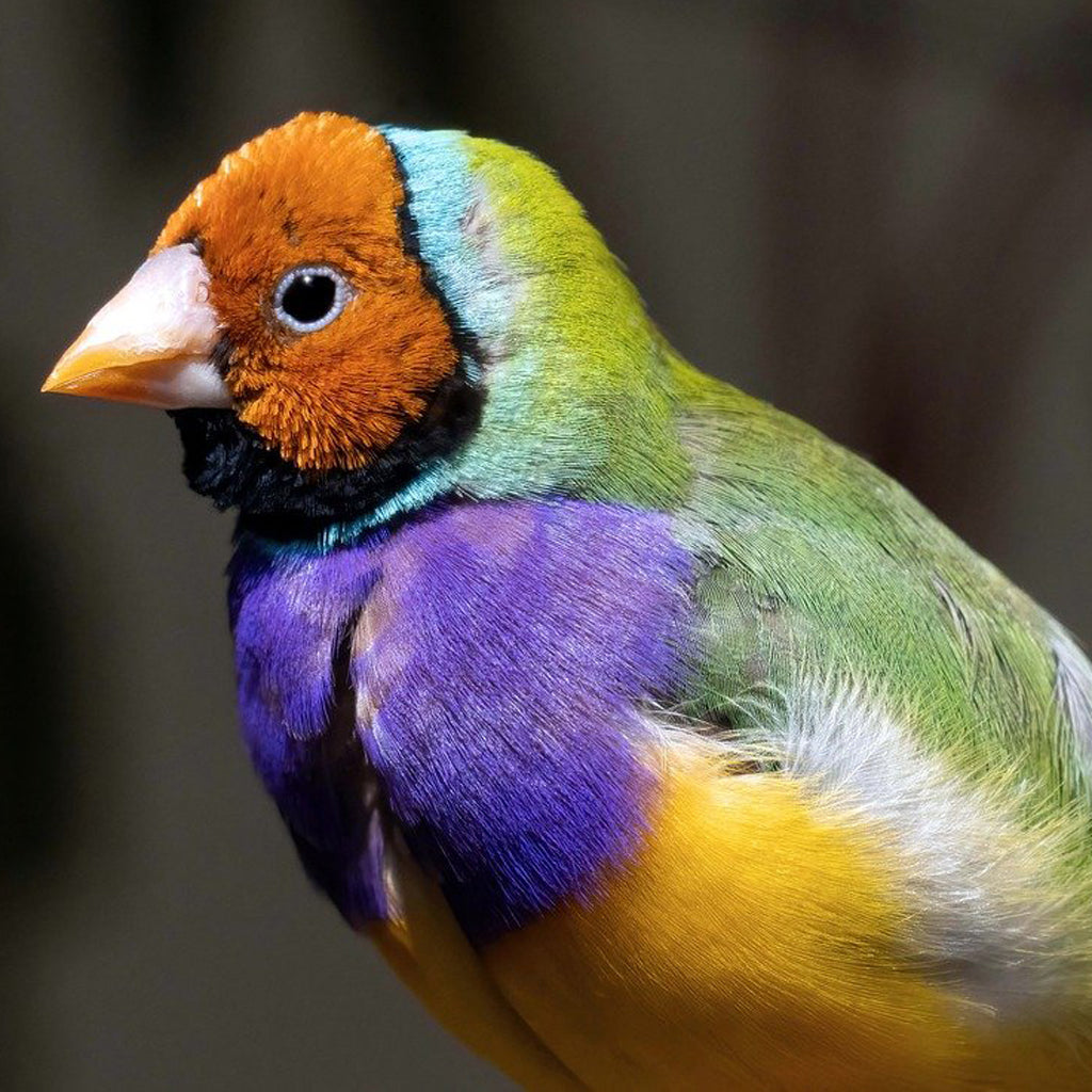 Lady Gouldian
