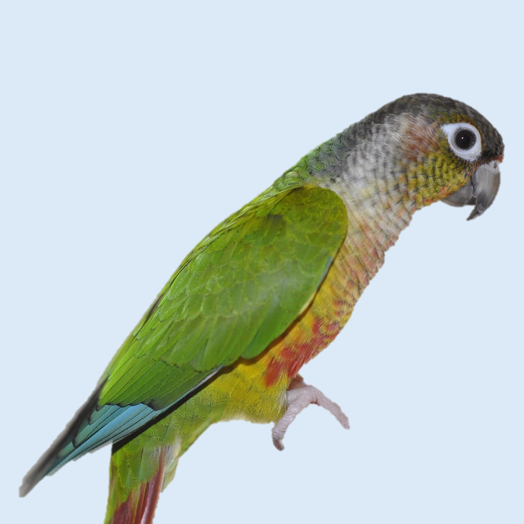 Small Hookbill Mix (No Sunflower)