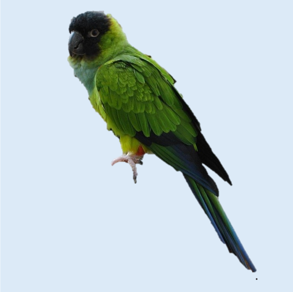 Conure Mix