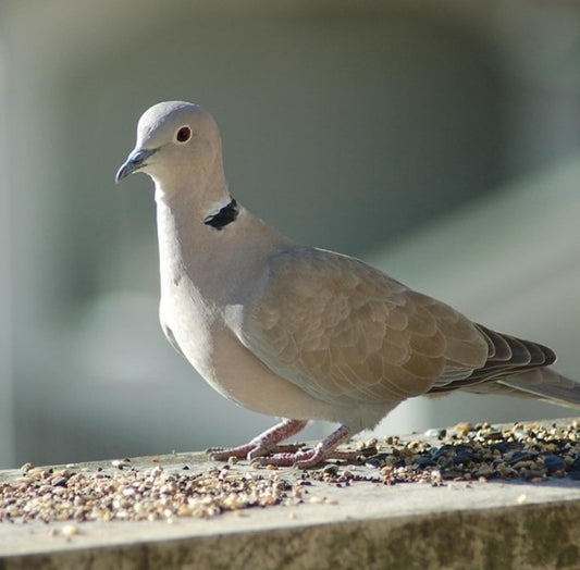 Dove Mix