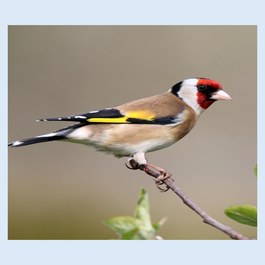 Gold Finch Mix