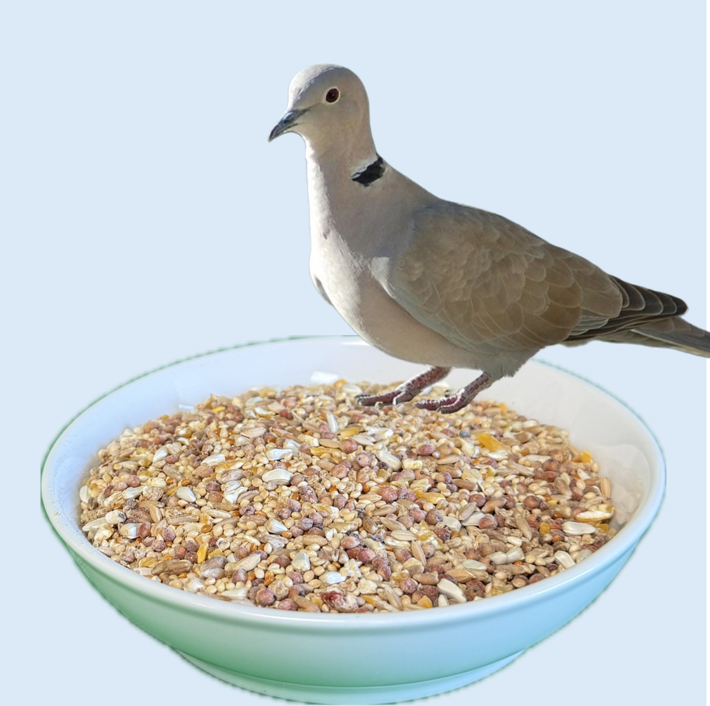 dove seed mix for planting Dove Mix