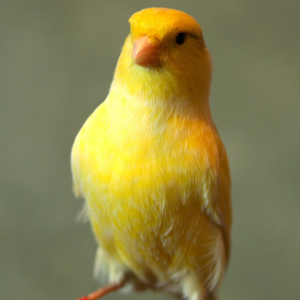 Canary Mix