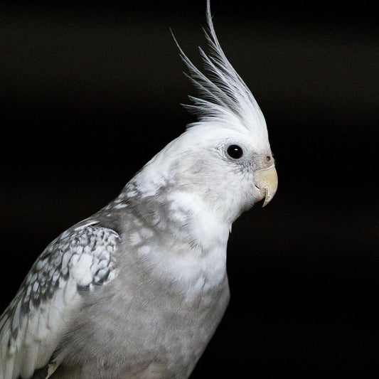 Cockatiel Mix