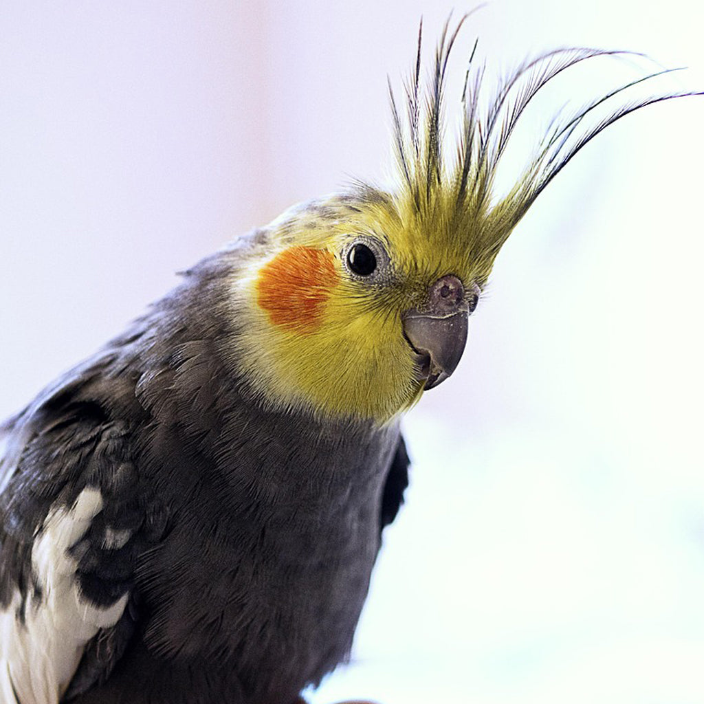 Cockatiel Mix