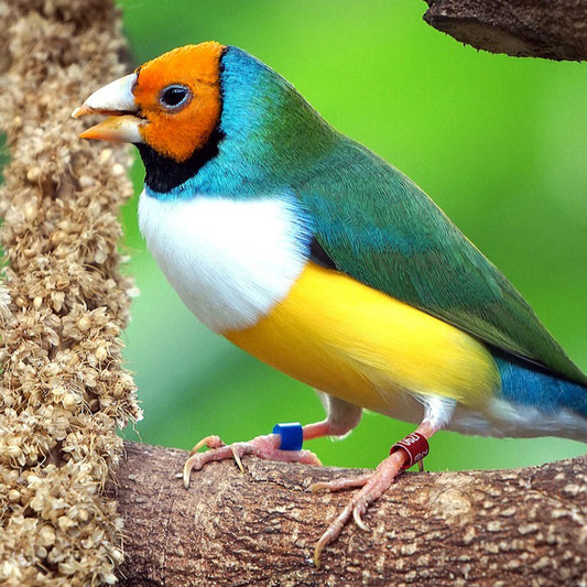 Lady Gouldian Mix