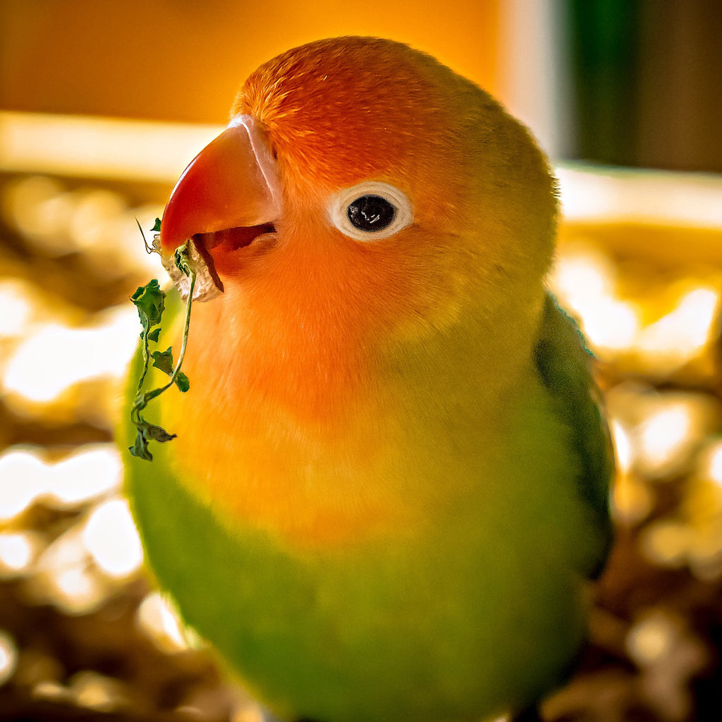 Cockatiel Mix