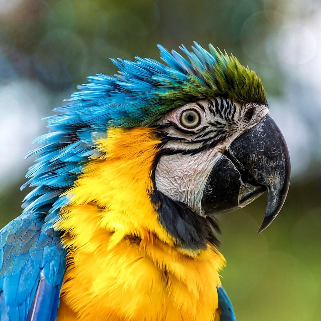 Parrot Mix