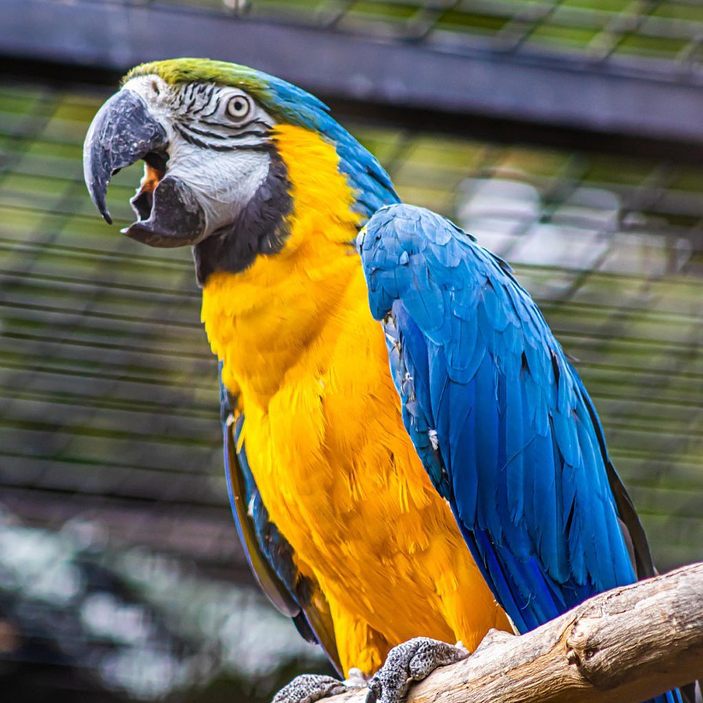 Parrot
