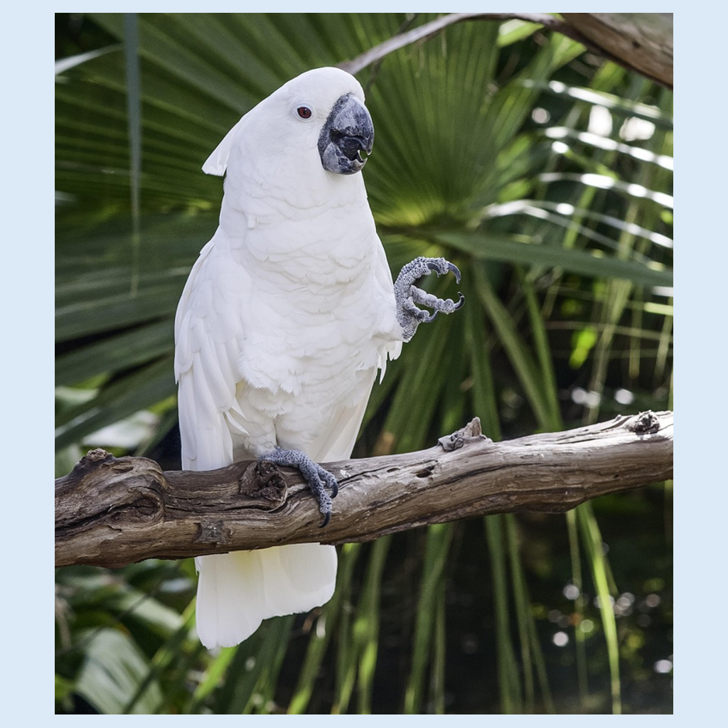 Large (Senior) Hookbill Mix (No Sunflower)