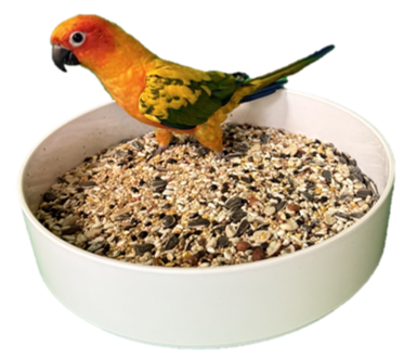 Conure Mix