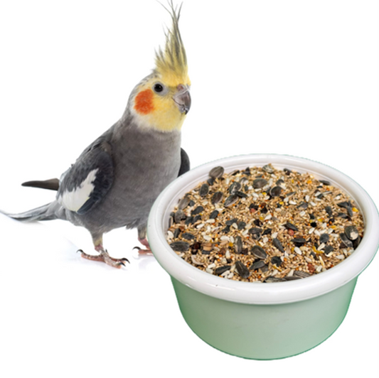 Cockatiel Mix