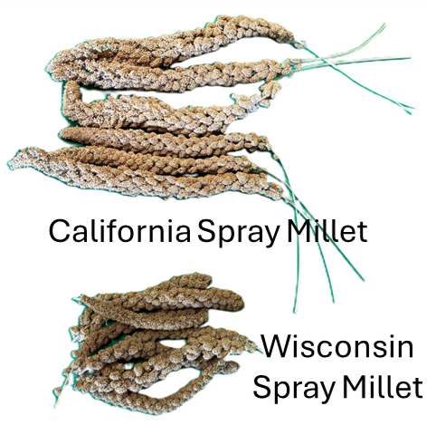 Spray Millet (California Blend)