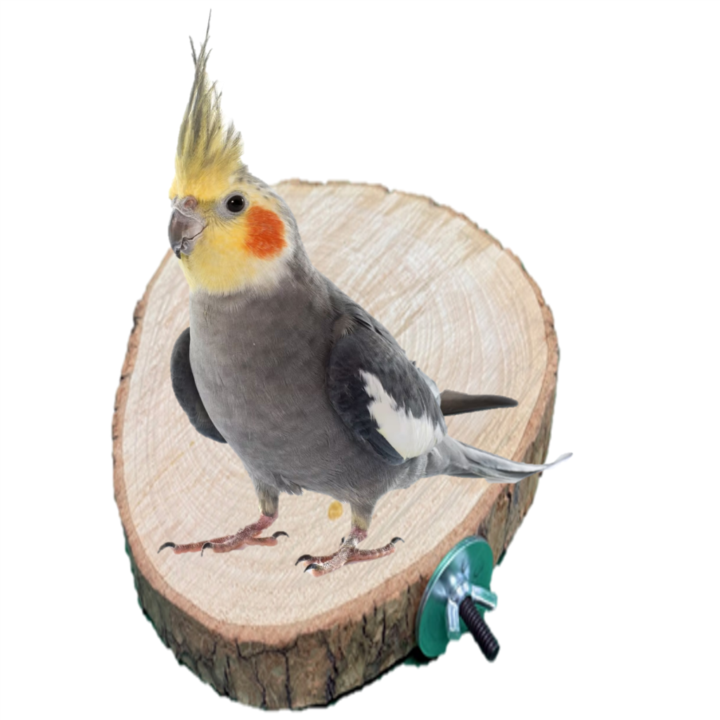 Wooden Bird Platform – Magnolia Bird Farm
