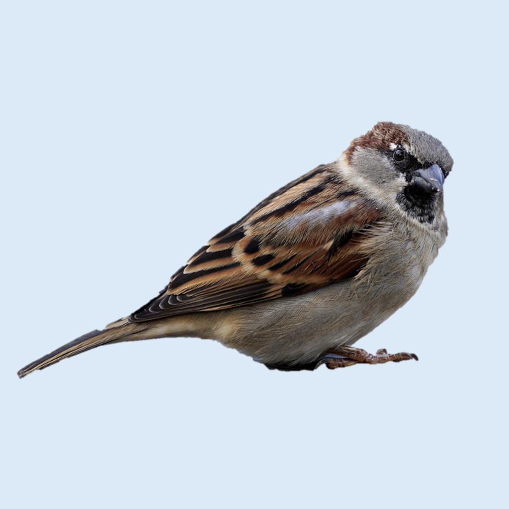 Wild Bird Mix (Mess Free)