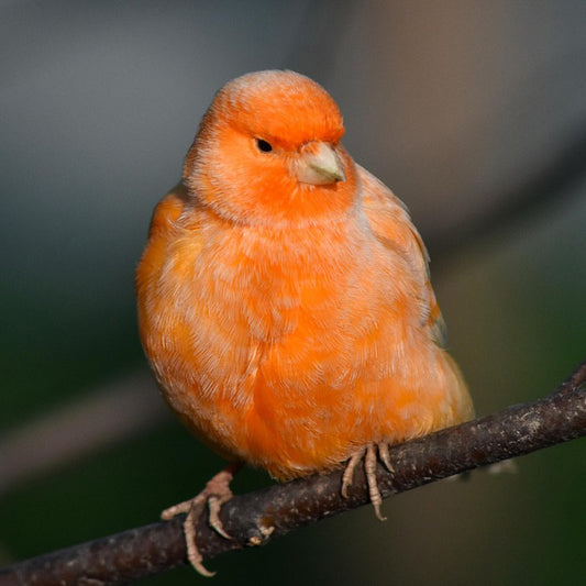 Canary Mix