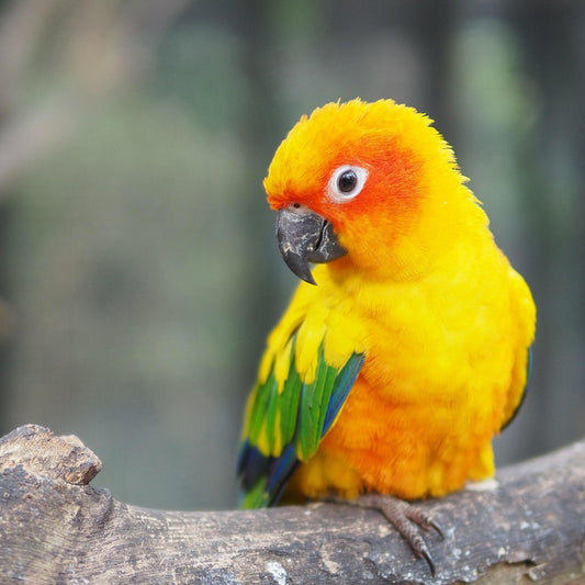 Conure Mix