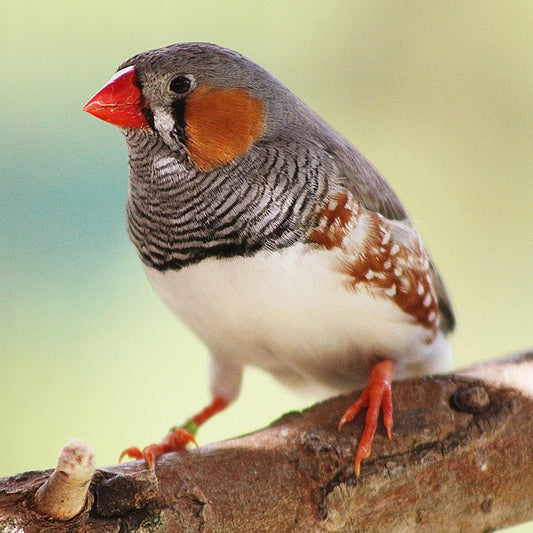 Finch Mix