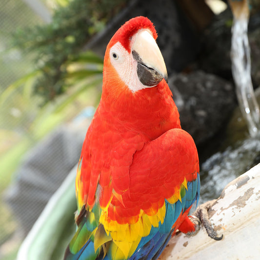 Parrot Mix