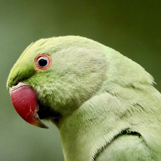 Parakeet Mix