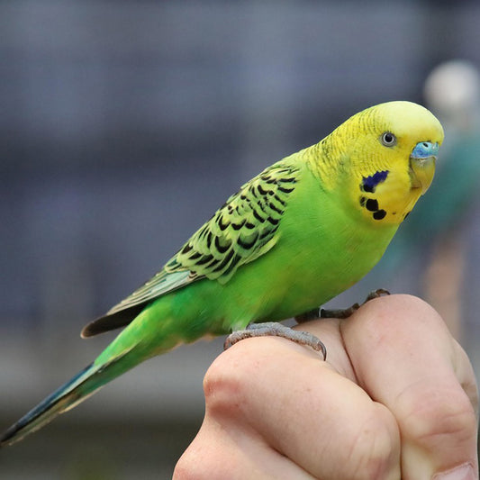 Parakeet Mix