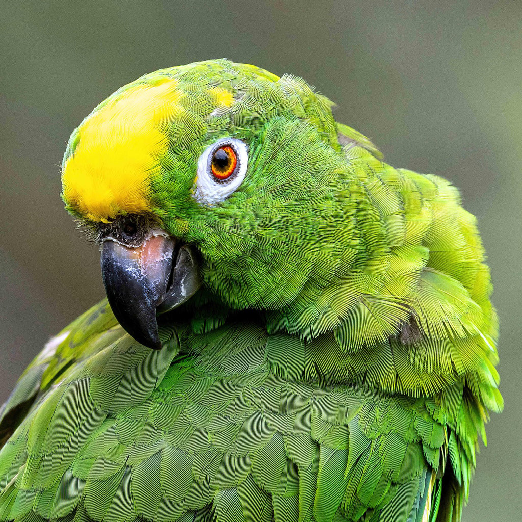 Large (Senior) Hookbill Mix